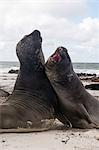 Southern elephant seals (Mirounga leonina), fighting, Port Stanley, Falkland Islands, South America