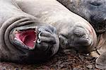 Southern elephant seals (Mirounga leonina), resting, Port Stanley, Falkland Islands, South America