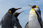 King penguins (Aptenodytes patagonica), fighting, Port Stanley, Falkland Islands, South America