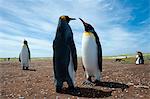 King penguins (Aptenodytes patagonica), at a colony, Port Stanley, Falkland Islands, South America