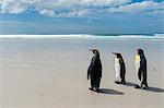 King penguins (Aptenodytes patagonica), walking towards sea, Port Stanley, Falkland Islands, South America