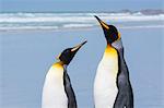 Portrait of two King penguins (Aptenodytes patagonica), on sandy beach, Port Stanley, Falkland Islands, South America