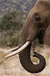 African elephant (Loxodonta Africana), Kalama Wildlife Conservancy, Samburu, Kenya, Africa