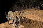 A remote camera trap captures a leopard (Panthera pardus),  Kalama Conservancy, Samburu, Kenya, Africa