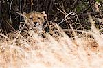 Portrait of a Cheetah cub (Acinonyx jubatus), Samburu National Reserve, Kenya, Africa