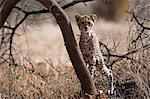 Portrait of a Cheetah cub (Acinonyx jubatus), Samburu National Reserve, Kenya, Africa