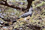 A white-bellied go-away-bird (Corythaixoides leucogaster), Samburu National Reserve, Kenya, Africa