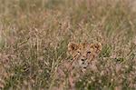 A lion cub (Panthera leo), waiting for its mother and hiding in tall grass, Masai Mara, Kenya, Africa