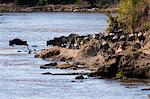 Eastern white-bearded wildebeest (Connochaetes taurinus albojubatus) crossing the Mara river, Masai Mara National Reserve, Kenya, Africa