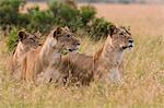 Three lionesses (Panthera leo) watching for a prey, Masai Mara, Kenya, Africa