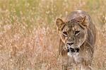 Lioness (Panthera leo) walking in the savannah, Masai Mara, Kenya, Africa