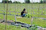 Young female plantation worker tending goji berry plant in field