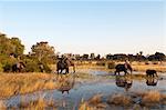 Elephants (Loxodonta africana) crossing water, Botswana