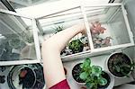 Arm of young woman removing potted plant from windowsill terrarium