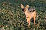 Black-Backed Jackal (Canis mesomelas), Masai Mara National Reserve, Kenya