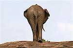 African Elephant (Loxodonta africana), Masai Mara National Reserve, Kenya