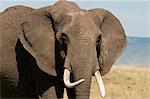 African Elephant (Loxodonta africana), Masai Mara National Reserve, Kenya