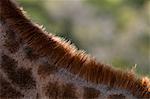 Details of giraffe's neck (Giraffa camelopardalis), Kariega Game Reserve, South Africa