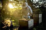 Beekeeper wearing a beekeeping suit with mesh face mask, inspecting an open beehive. Preparing to collect honey.