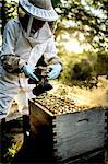 Beekeeper wearing a veil using a smoker on a beehive to calm honeybees.