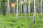 Birch forest