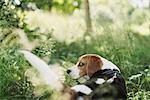 Beagle in grass