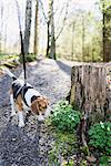 Beagle sniffing anemone