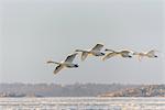 Swans at sea