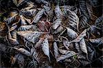 Frost on leaves