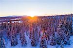 Forest at winter