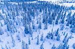 Forest at winter, aerial view