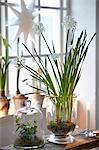 Flowers in glass pot