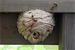 Wasp nest