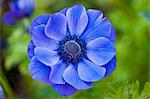 Blue anemone