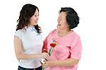 Portrait of Asian senior parent and adult daughter, celebrating mothers day with carnation flower, isolated on white background.