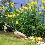 A gull in a garden.