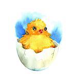 Chicken in the eggshell. Watercolor illustration on a white background