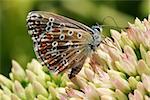 multi-colored butterfly on flowering plants drinking nectar