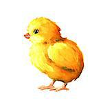 Chick. Watercolor illustration on a white background