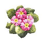 primrose, watercolor illustration on a white background