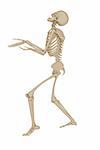 3d illustration of a human skeleton isolated on white background