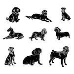 Vector dog breed silhouettes collection. Black dog icons collection isolated.