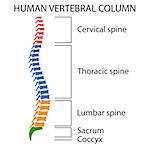 Diagram of a human spine with names of all sections of the vertebrae. Also available as a Vector in Adobe illustrator EPS 10 format.