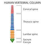 Vertebral Column spine structure of human body. View with all vertebrae groups. cervical, thoracic, lumbar, sacrum and coccyx. Also available as a Vector in Adobe illustrator EPS 10 format.