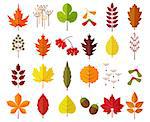 Colorful autumn leaves and berries set, isolated on white background. Simple cartoon flat style, vector illustration.