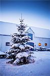 Tree covered in snow outdoors