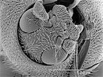 Magnified view of beetles head