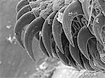 Magnified view of proleg of caterpillar