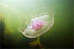 Moon jellyfish (Aurelia aurita)