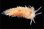 Coryphella polaris sea slug